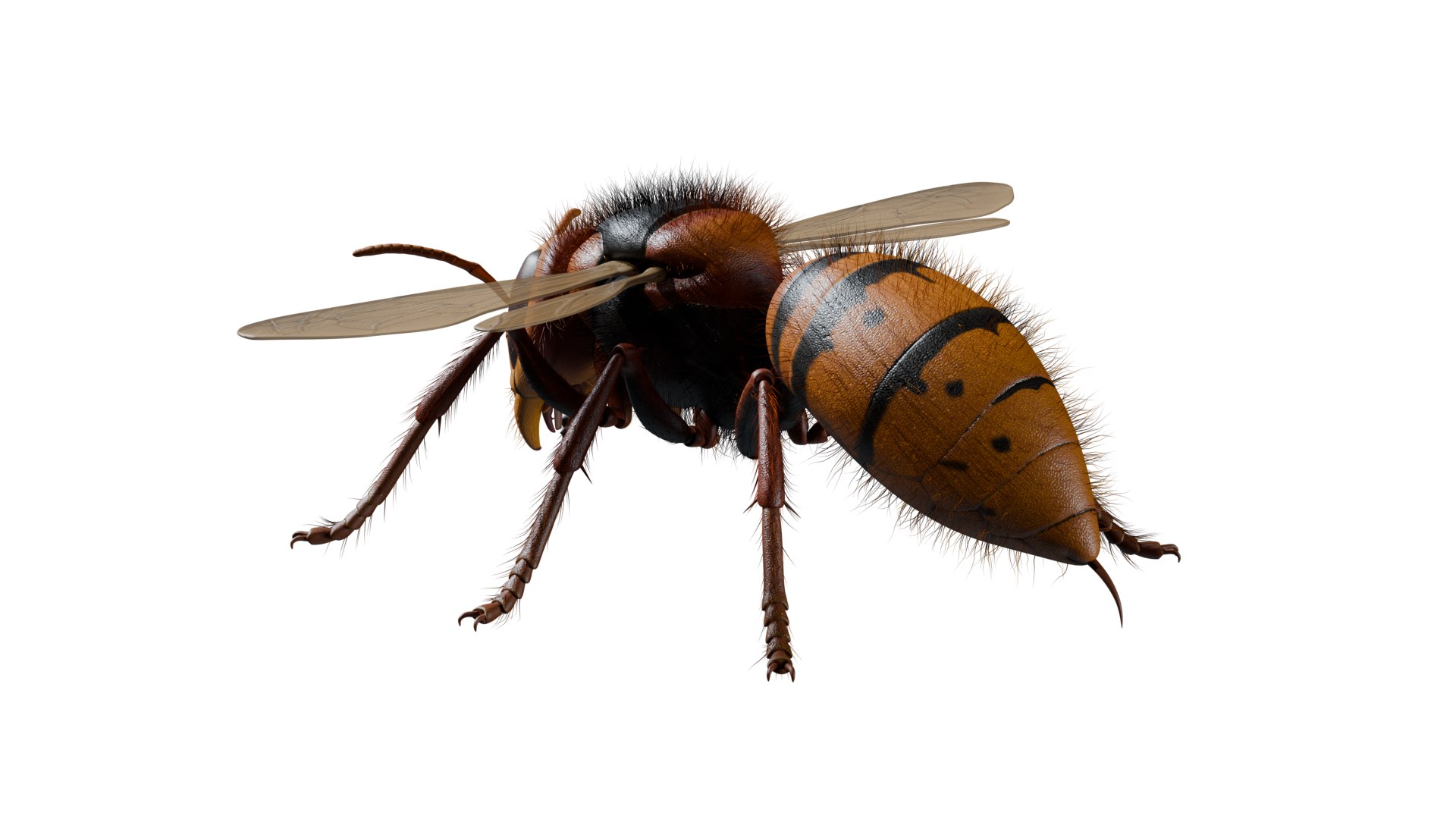Hornet 3D model https://p.turbosquid.com/ts-thumb/G0/Emvr2g/Ii/back/png/1754729643/1920x1080/fit_q87/abee171db940b05a66095acdc205344a285500a5/back.jpg