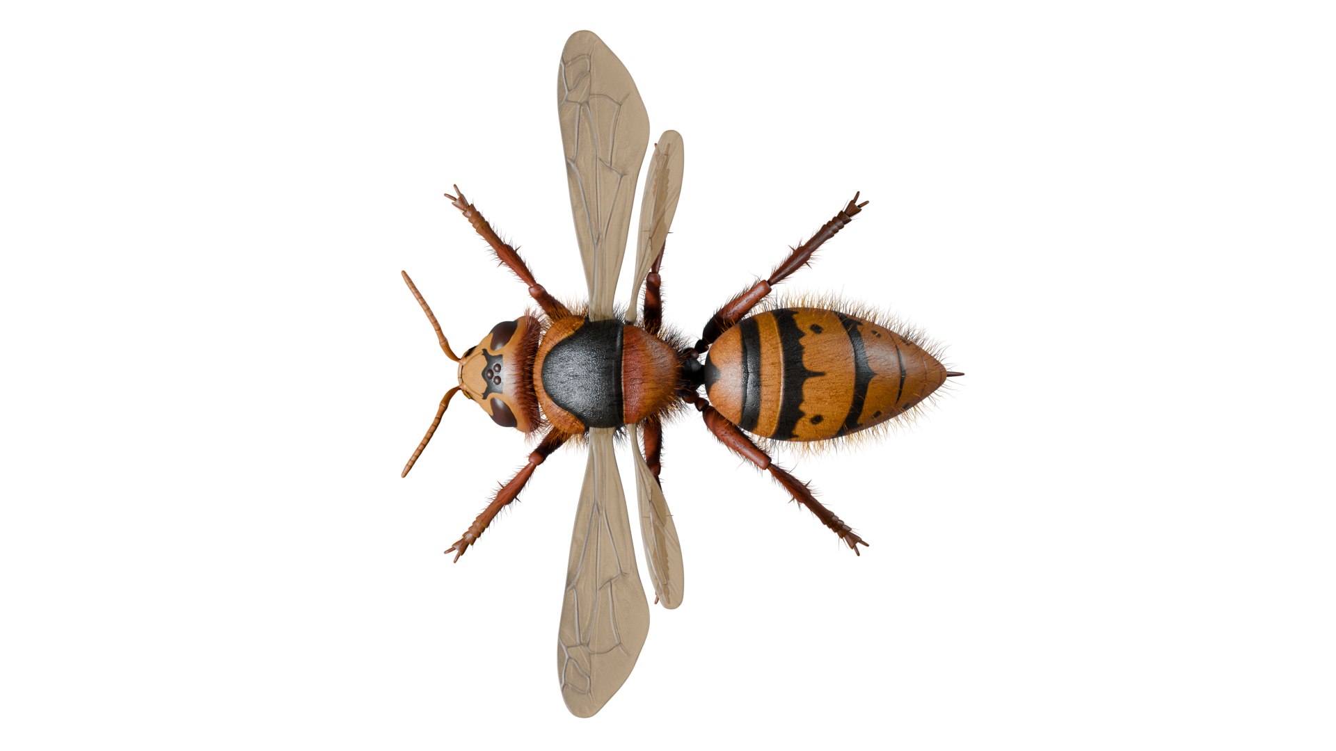 Hornet 3D model https://p.turbosquid.com/ts-thumb/G0/Emvr2g/Lx/top/png/1754729641/1920x1080/fit_q87/8e12453cd1b0fc4944abaf383b03cc4aa81439ca/top.jpg