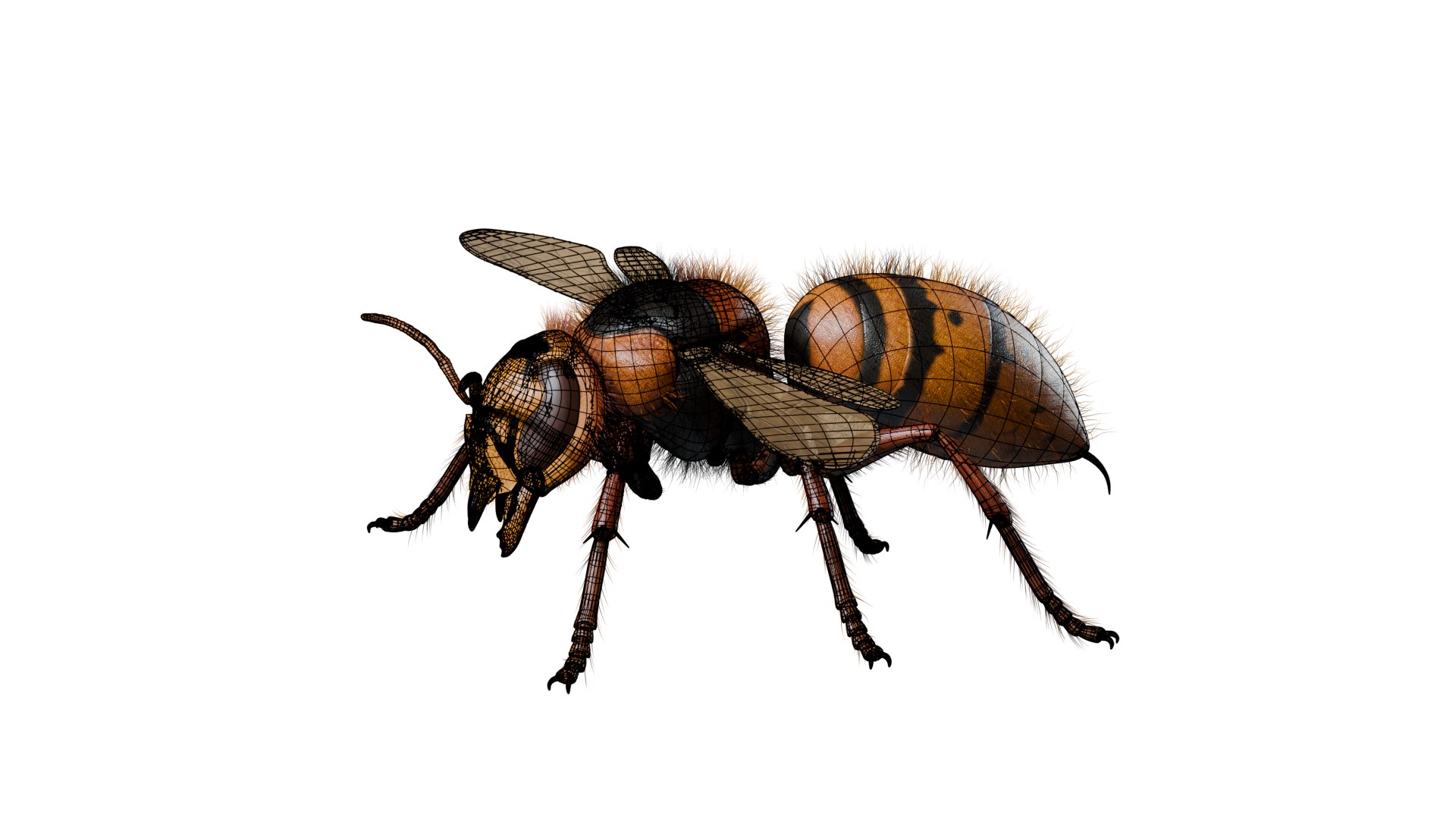 Hornet 3D model https://p.turbosquid.com/ts-thumb/G0/Emvr2g/a7/wire/png/1754729663/1920x1080/fit_q87/e486621d1434b24db281b24fdb1e3cda8063ed6d/wire.jpg