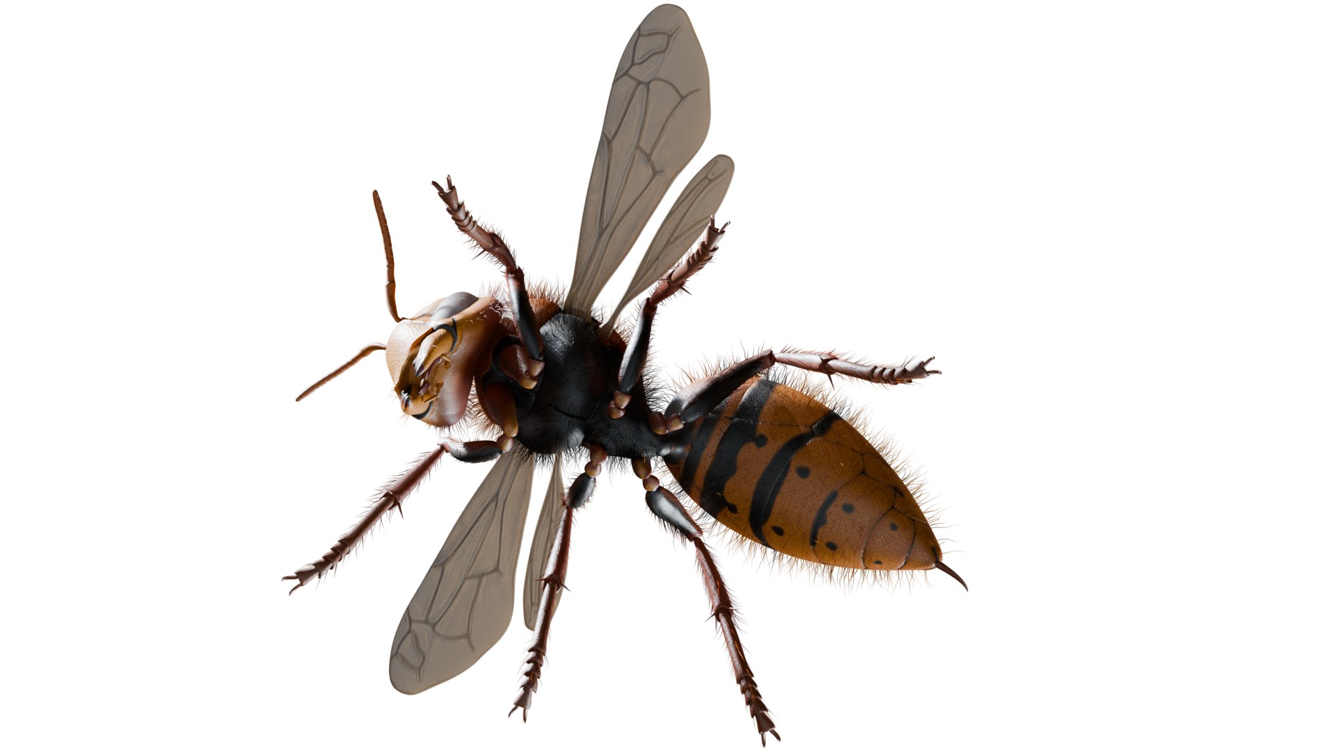 Hornet 3D model https://p.turbosquid.com/ts-thumb/G0/Emvr2g/gO/bot/png/1754729643/1920x1080/fit_q87/397a76926afdb6c49dc327dd6fe927ff0a00040a/bot.jpg