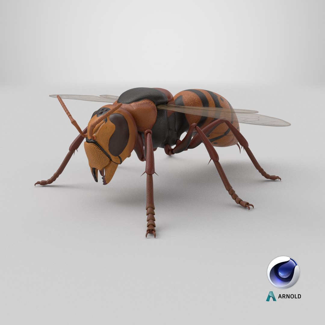 Hornet 3D model https://p.turbosquid.com/ts-thumb/G0/Emvr2g/gi/stemcell_cinema_4d_arnold_render/png/1771421871/1920x1080/fit_q87/3ff742310c52c5080441cab8d4d2020c0c4592fa/stemcell_cinema_4d_arnold_render.jpg