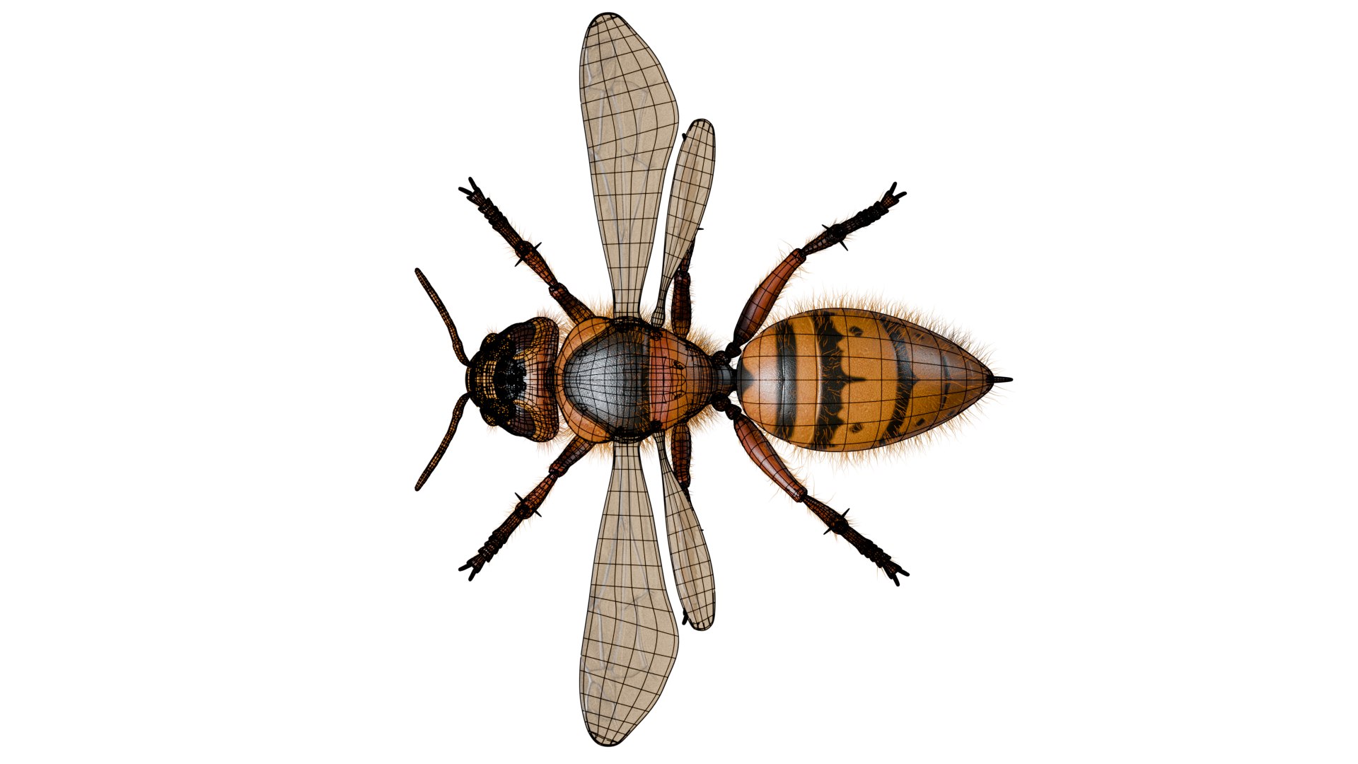Hornet 3D model https://p.turbosquid.com/ts-thumb/G0/Emvr2g/kd/wire1/png/1754729663/1920x1080/fit_q87/4fda263d2d35800e40452a0fb84d3b134b92fac3/wire1.jpg