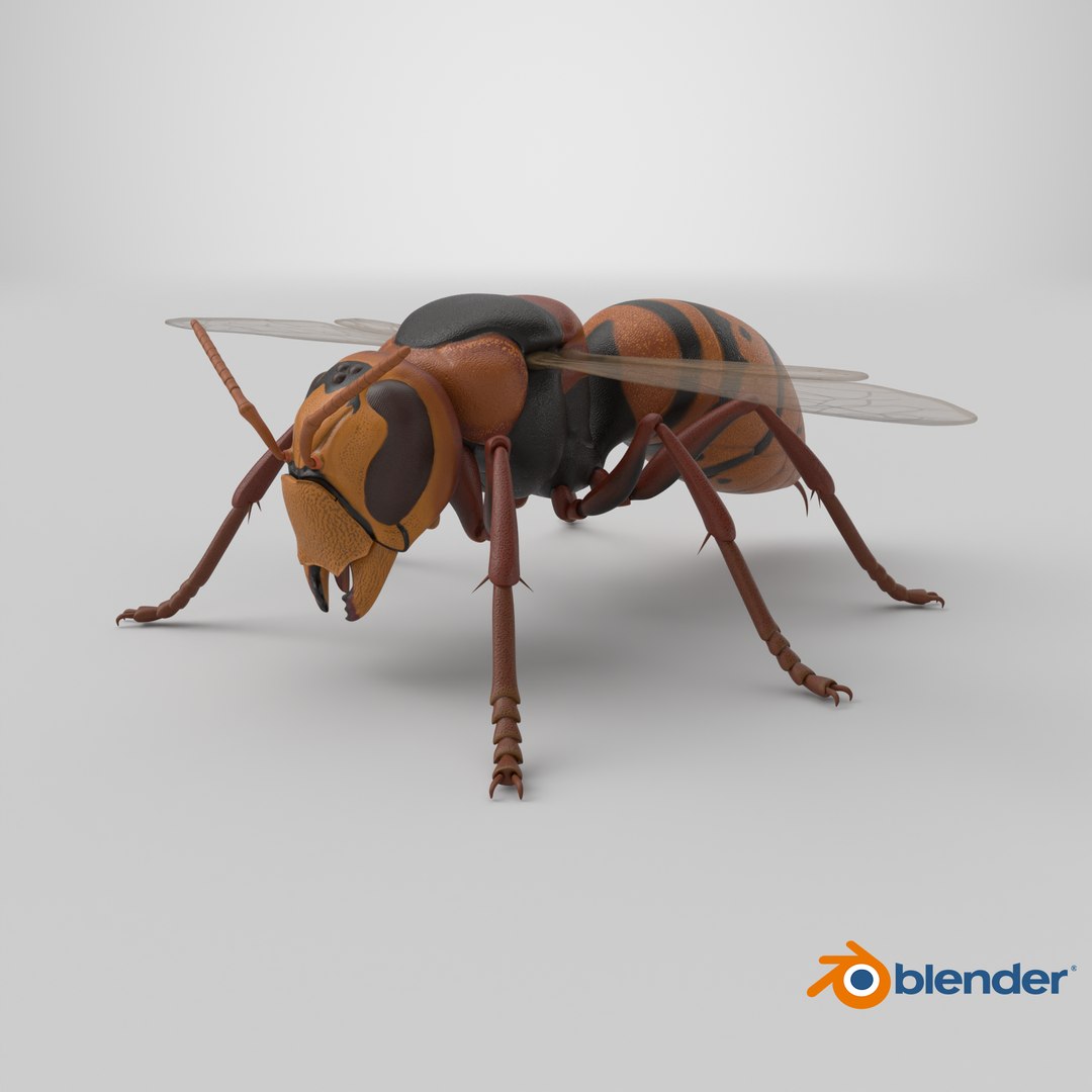 Hornet 3D model https://p.turbosquid.com/ts-thumb/G0/Emvr2g/lA/stemcell_blender_cycles_render/png/1771421866/1920x1080/fit_q87/3400f2006db534f54fdc18f18122150373ebc57a/stemcell_blender_cycles_render.jpg