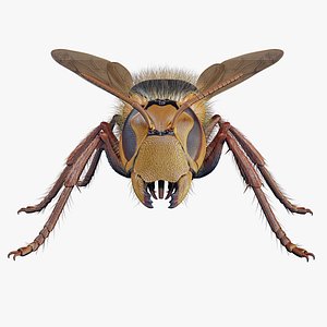Hornet rigged