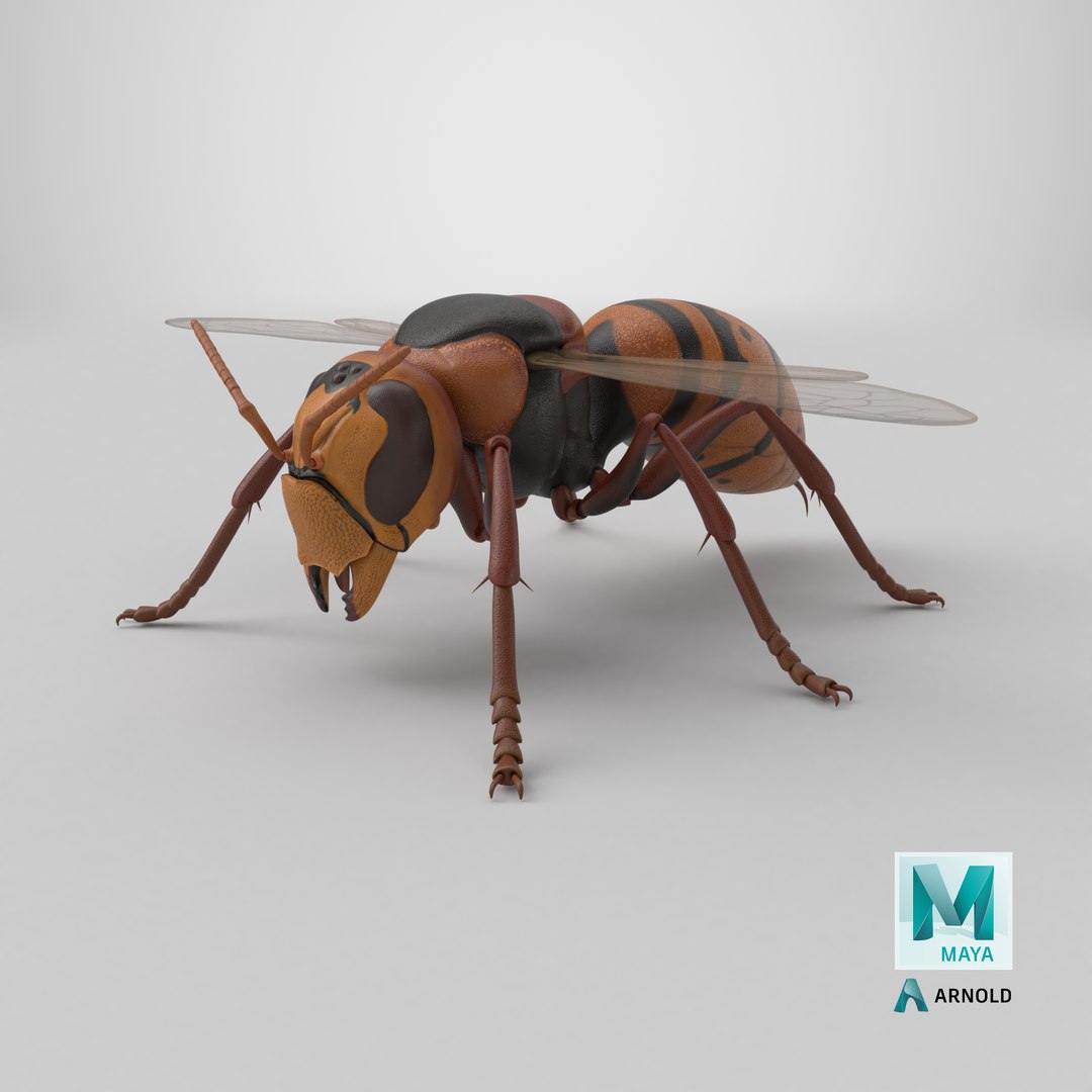 Hornet 3D model https://p.turbosquid.com/ts-thumb/G0/Emvr2g/rI/stemcell_maya_arnold_render/png/1771421868/1920x1080/fit_q87/48b69f8e1b031857c1fa5dc66850386a288a3c29/stemcell_maya_arnold_render.jpg