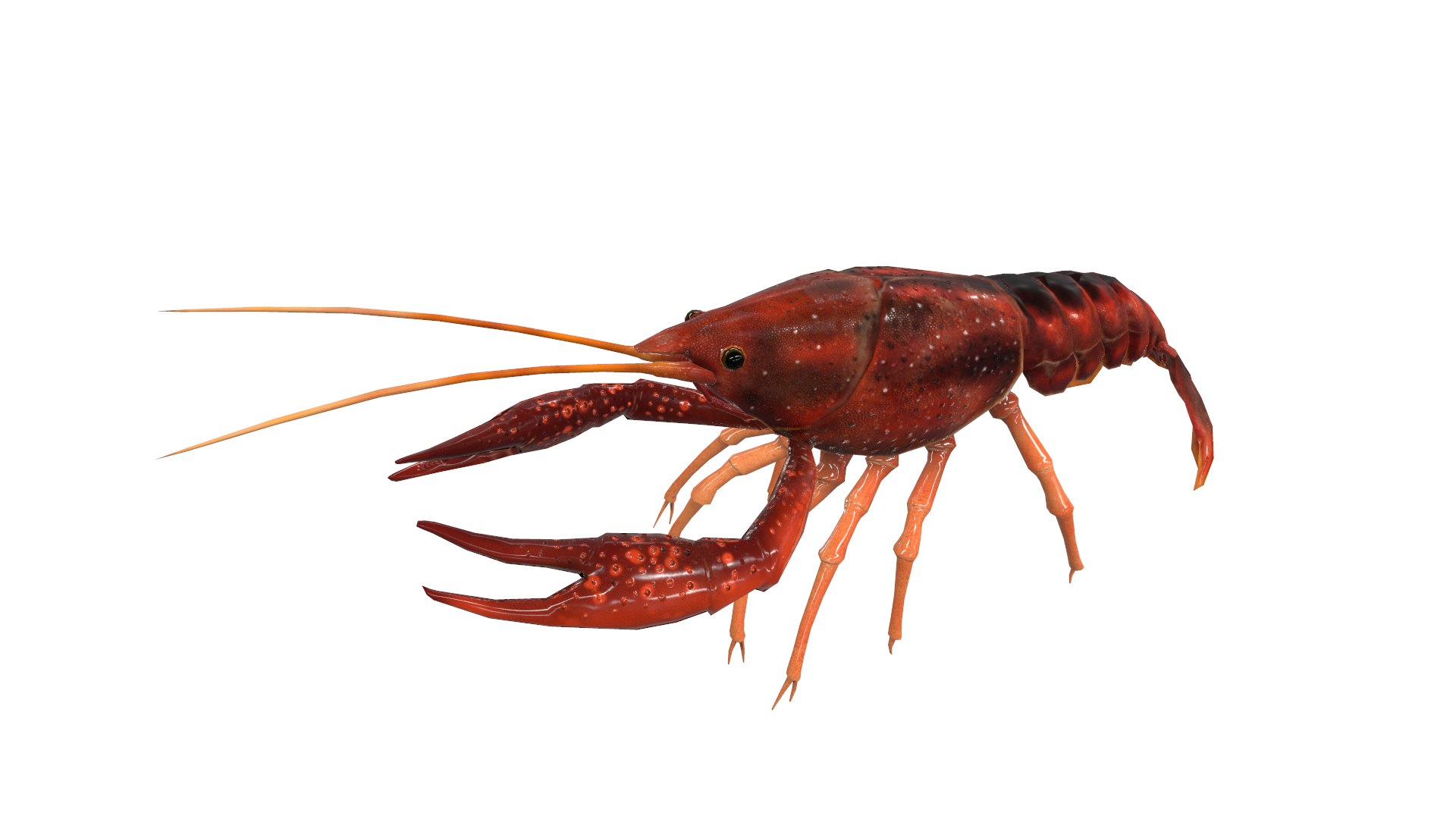 american crayfish 3D https://p.turbosquid.com/ts-thumb/G0/KElUZy/56OsjiYA/screenshot003/png/1573141792/1920x1080/fit_q87/4debf8488f3daeb3260b59586ded5f9f6d2bcecd/screenshot003.jpg