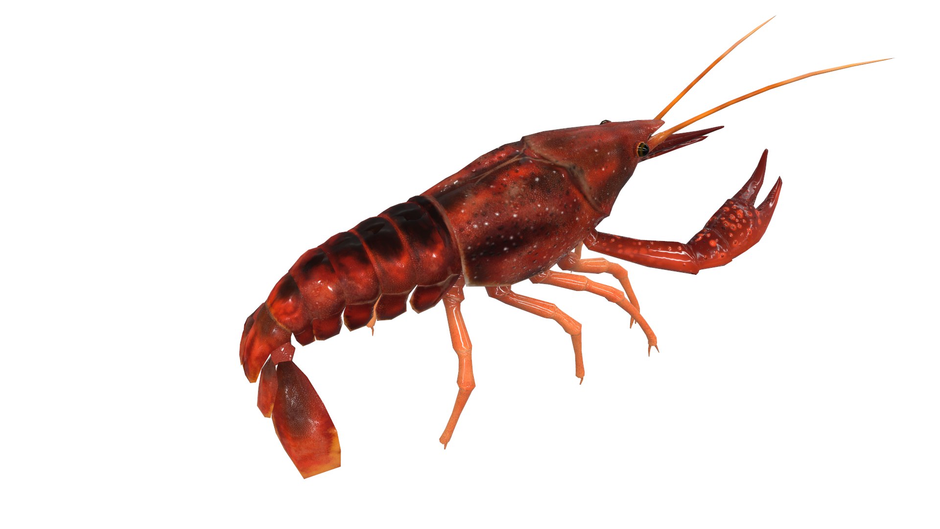 american crayfish 3D https://p.turbosquid.com/ts-thumb/G0/KElUZy/V6PdovBW/screenshot007/png/1573141556/1920x1080/fit_q87/122b4d0f4d0604433874817d18babeb9625f1c07/screenshot007.jpg