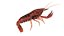 crayfish game ready