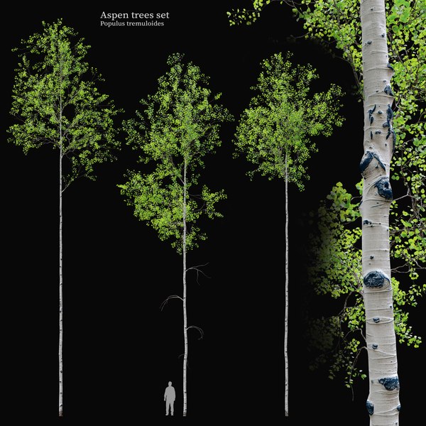 3D Aspen trees01