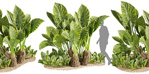 3D model Collection plant vol 555 - blender - Alocasia - Macrorrhizos - gian - taro