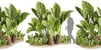 Collection plant vol 555 - blender - Alocasia - Macrorrhizos - gian - taro