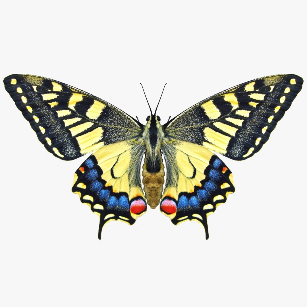 3D Butterfly Collection 4 https://p.turbosquid.com/ts-thumb/G0/UV37FS/4e/20/jpg/1760366686/1920x1080/fit_q87/218adf3f5533c4d545f6e73494982a1cc72fd8ca/20.jpg