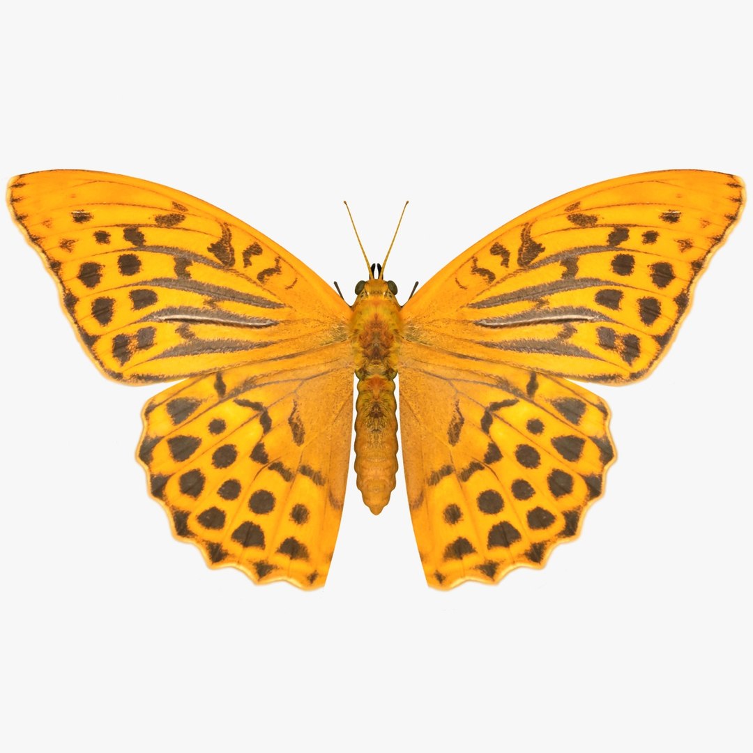 3D Butterfly Collection 4 https://p.turbosquid.com/ts-thumb/G0/UV37FS/GT/25/jpg/1760366689/1920x1080/fit_q87/f46fede3329ae350b274c093e12277da3109ac0e/25.jpg