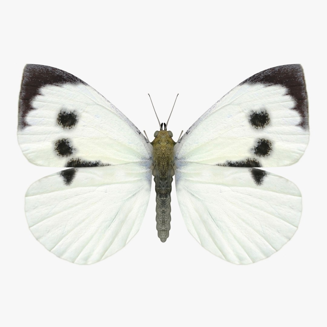 3D Butterfly Collection 4 https://p.turbosquid.com/ts-thumb/G0/UV37FS/HQ/9/jpg/1760366681/1920x1080/fit_q87/8a284da562abe36a0ac9c136e6b38c44dd824a0a/9.jpg