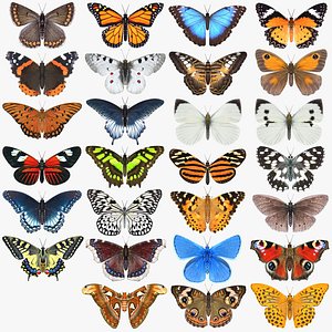 Butterfly Collection 4