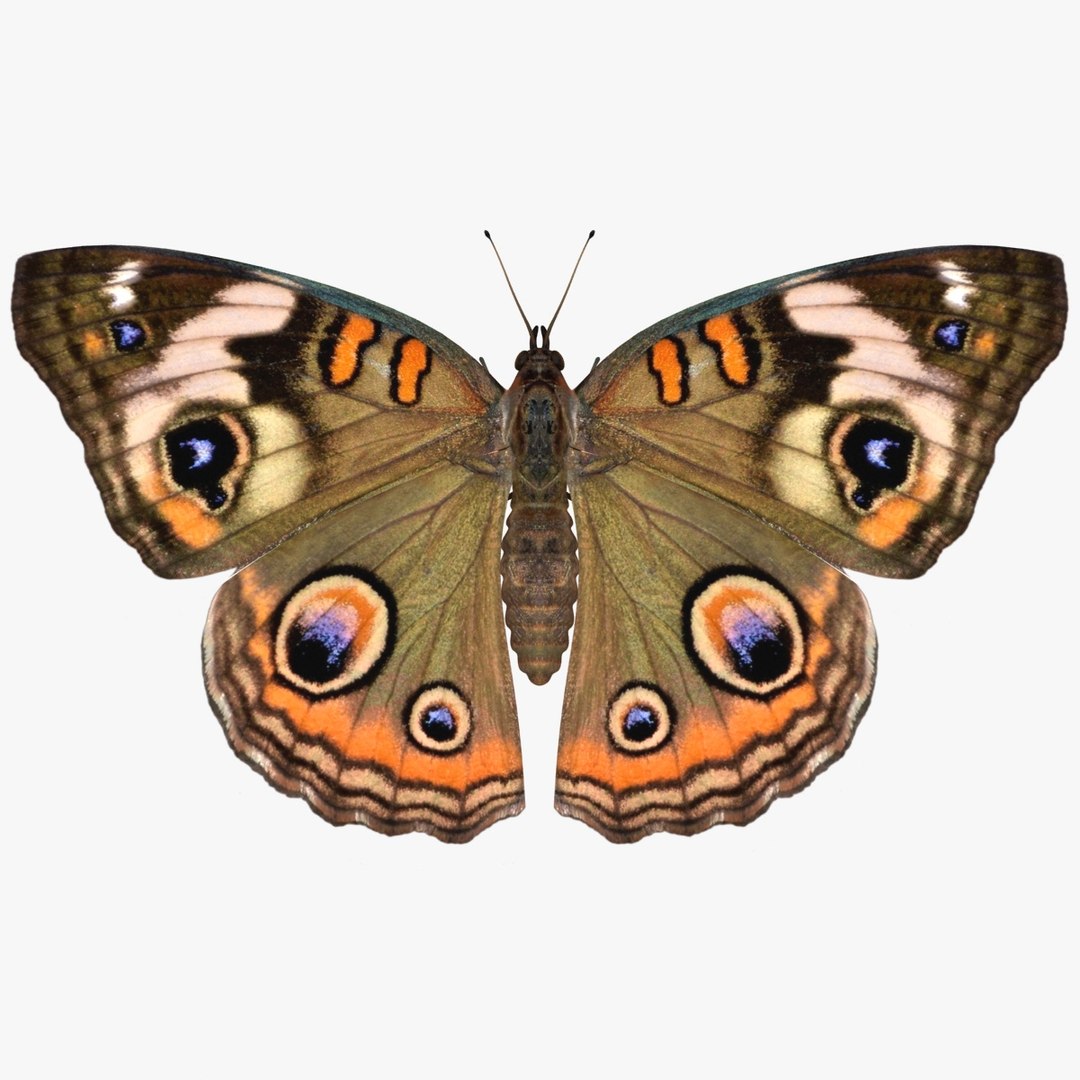 3D Butterfly Collection 4 https://p.turbosquid.com/ts-thumb/G0/UV37FS/Nb/7/jpg/1760366679/1920x1080/fit_q87/aae7a5f442ad1abbced0beb42eff8920d4484f06/7.jpg
