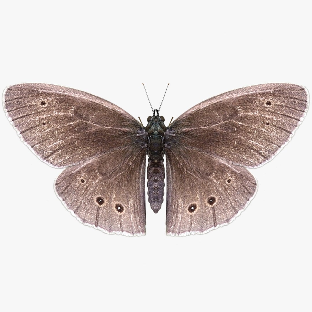 3D Butterfly Collection 4 https://p.turbosquid.com/ts-thumb/G0/UV37FS/Ot/6/jpg/1760366678/1920x1080/fit_q87/faed30a481ff7f63689c004846a50fc54644cea5/6.jpg