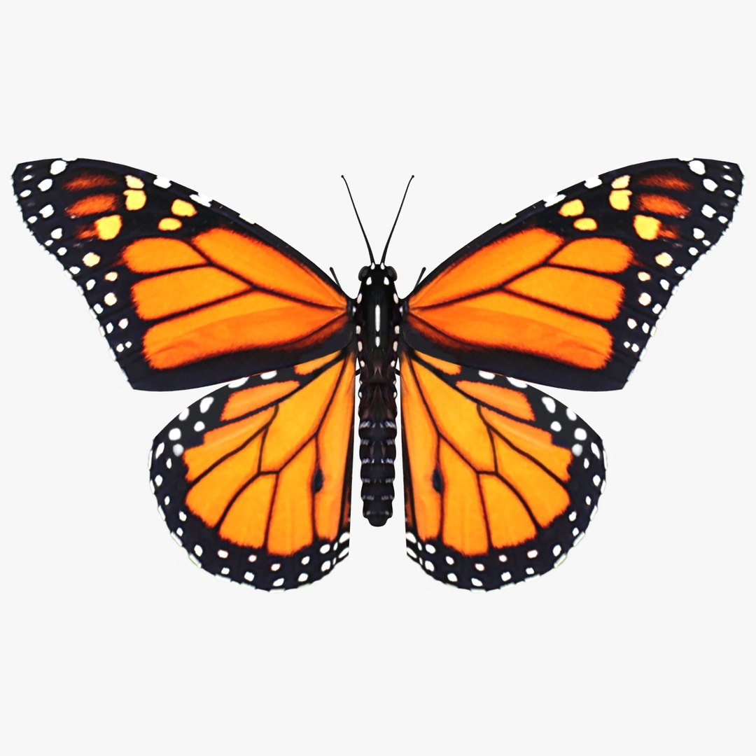 3D Butterfly Collection 4 https://p.turbosquid.com/ts-thumb/G0/UV37FS/Pn/11/jpg/1760366681/1920x1080/fit_q87/a39e4f153a397f6f09294af9b94983c35a1407c9/11.jpg