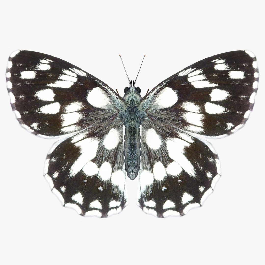 3D Butterfly Collection 4 https://p.turbosquid.com/ts-thumb/G0/UV37FS/Rx/15/jpg/1760366683/1920x1080/fit_q87/b7709f0d044cdd077564a9b56dd4b8df24dc140b/15.jpg