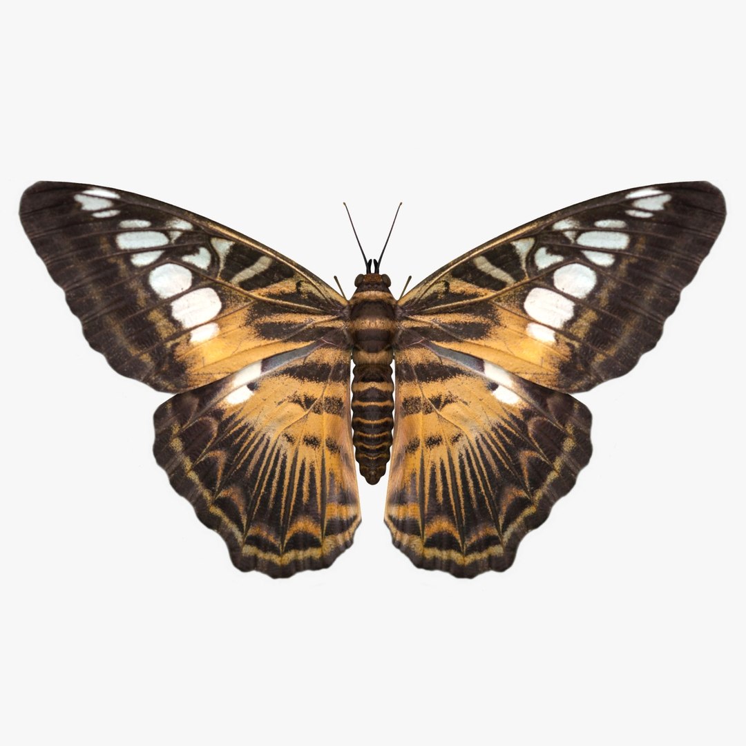 3D Butterfly Collection 4 https://p.turbosquid.com/ts-thumb/G0/UV37FS/bB/23/jpg/1760366688/1920x1080/fit_q87/b3e753e5cdb4117ab2ea3486e33bc097ed7dfb92/23.jpg