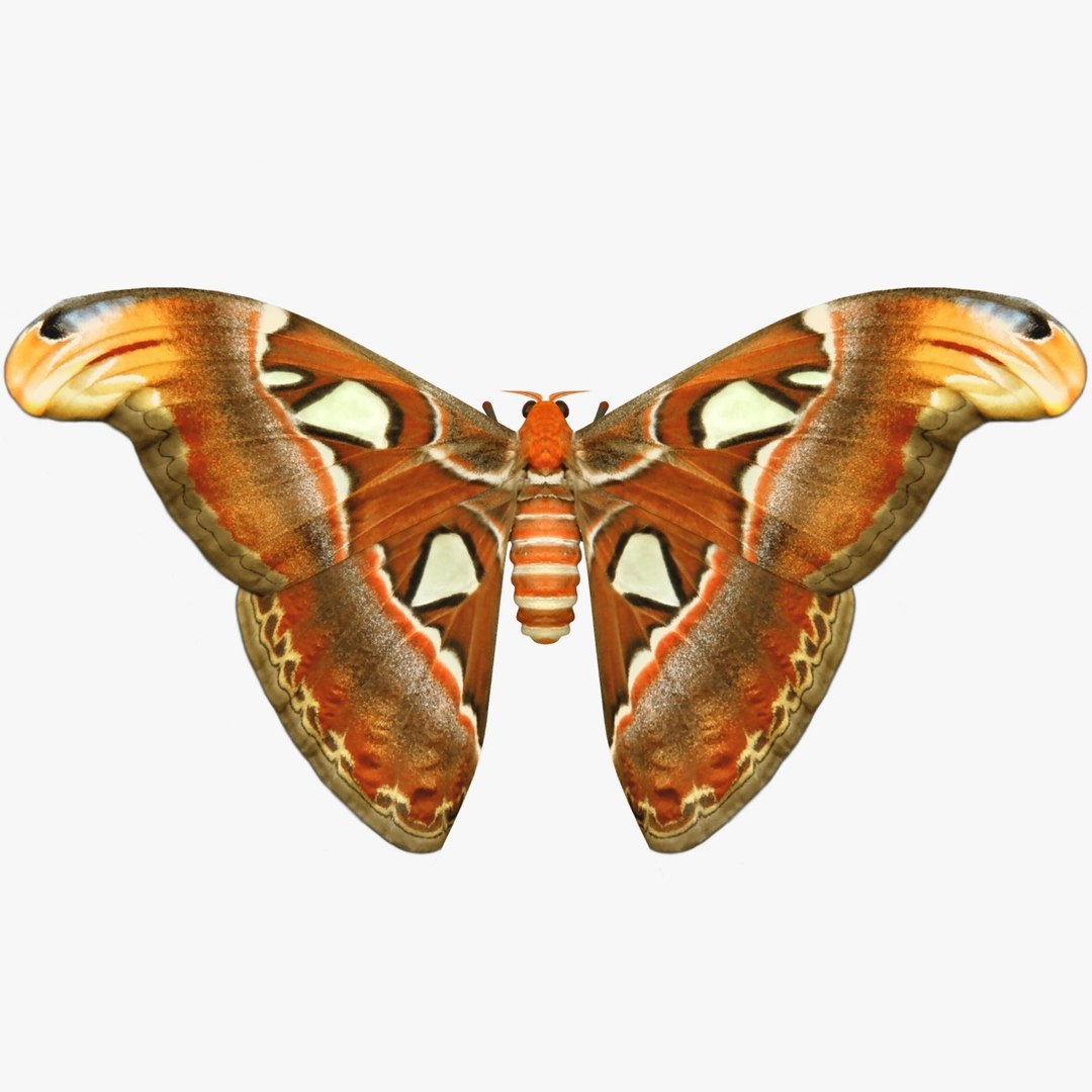 3D Butterfly Collection 4 https://p.turbosquid.com/ts-thumb/G0/UV37FS/da/2/jpg/1760366676/1920x1080/fit_q87/ec96533476fcedab18880d09a324faad6d2ec197/2.jpg