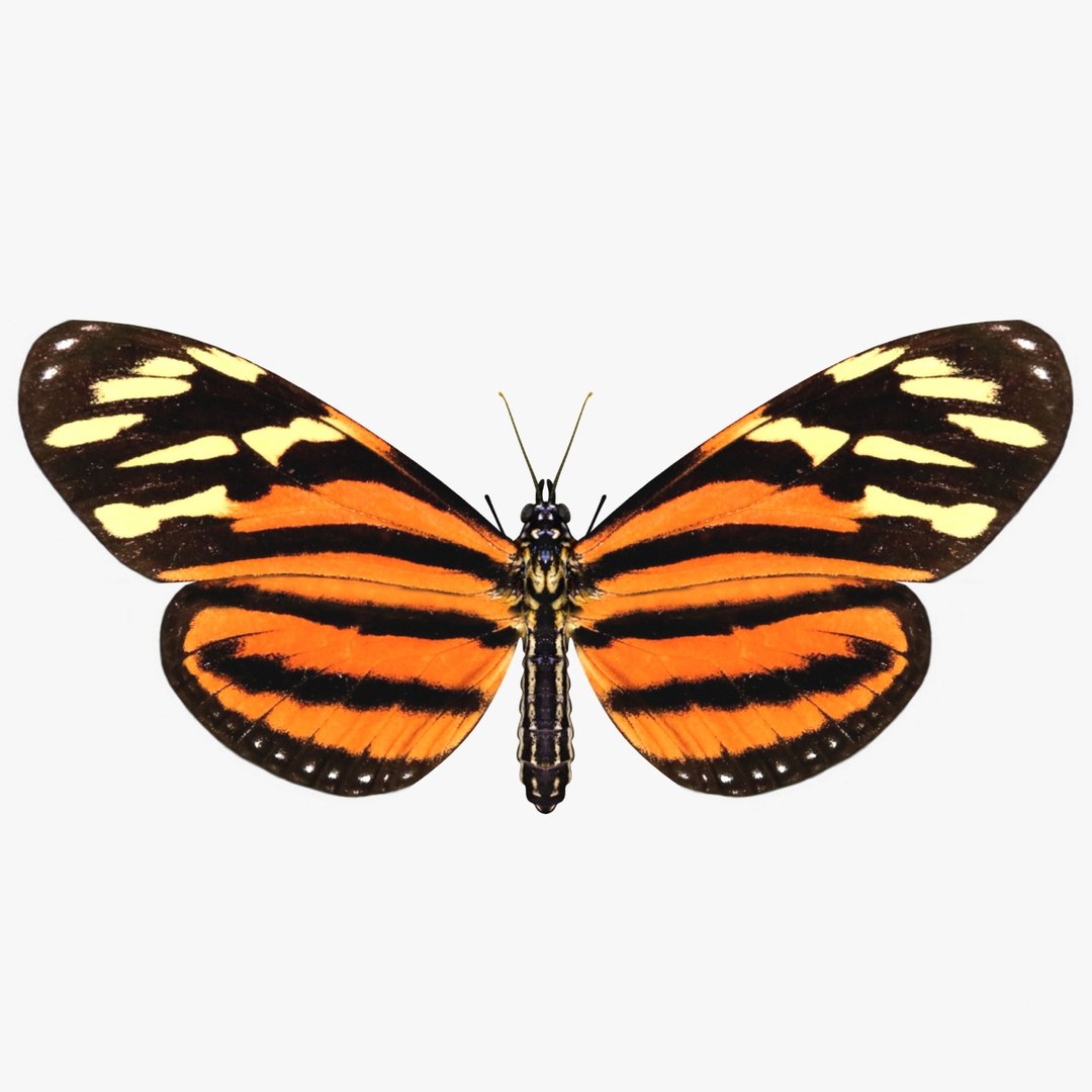 3D Butterfly Collection 4 https://p.turbosquid.com/ts-thumb/G0/UV37FS/j2/17/jpg/1760366685/1920x1080/fit_q87/cbca3ac8839cd6dc700c6c369f6ad8019289303a/17.jpg