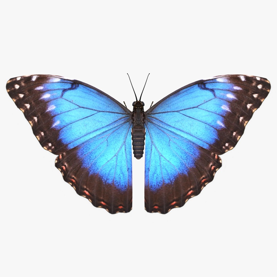 3D Butterfly Collection 4 https://p.turbosquid.com/ts-thumb/G0/UV37FS/kD/3/jpg/1760366676/1920x1080/fit_q87/7e89c2aaa27fd2e3d44ac3590545f80aee0ad39a/3.jpg