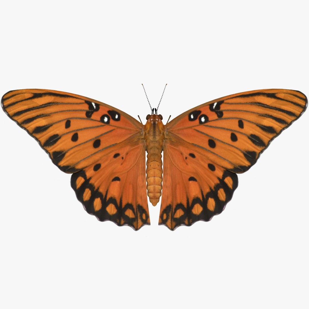 3D Butterfly Collection 4 https://p.turbosquid.com/ts-thumb/G0/UV37FS/pK/19/jpg/1760366686/1920x1080/fit_q87/322bf043e1853e18b982e00a39b13afcb1c76868/19.jpg