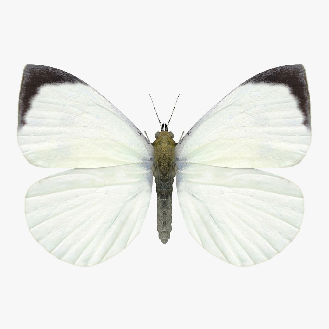 3D Butterfly Collection 4 https://p.turbosquid.com/ts-thumb/G0/UV37FS/qb/10/jpg/1760366680/1920x1080/fit_q87/435d1762a5122f732df154242c160897ad48ae13/10.jpg