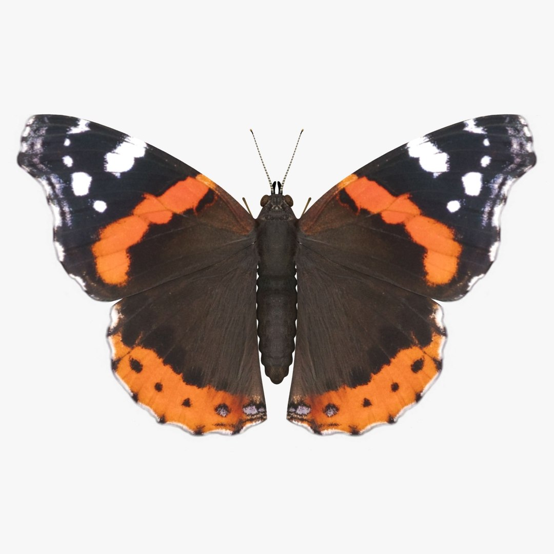 3D Butterfly Collection 4 https://p.turbosquid.com/ts-thumb/G0/UV37FS/rZ/24/jpg/1760366689/1920x1080/fit_q87/bd3e2e0b8baf2be0aaf26600cbe5fe35cf527f90/24.jpg