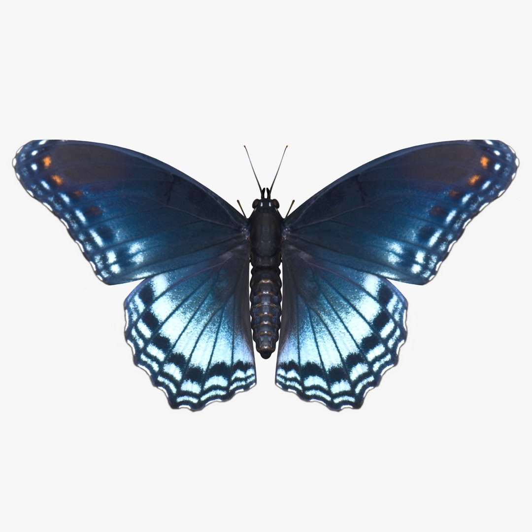 3D Butterfly Collection 4 https://p.turbosquid.com/ts-thumb/G0/UV37FS/uO/26/jpg/1760366690/1920x1080/fit_q87/8841cd53defb84cee6b718ae8f6a19554cf32028/26.jpg