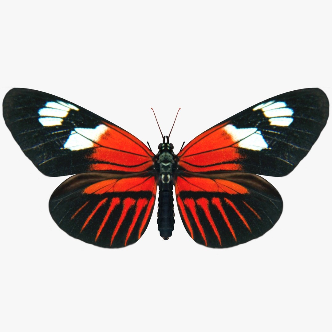 3D Butterfly Collection 4 https://p.turbosquid.com/ts-thumb/G0/UV37FS/zx/16/jpg/1760366684/1920x1080/fit_q87/8d2425bb9959abf4a87b55ac0420f11159c8dd1a/16.jpg