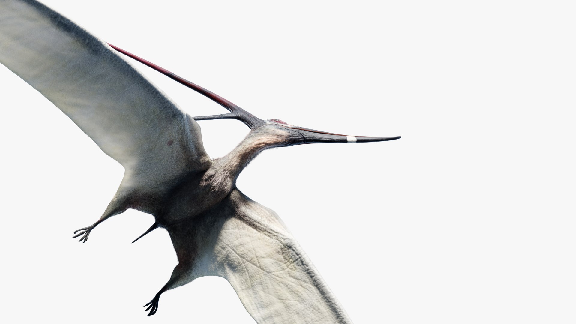 Nyctosaurus Pterodactyloidea Ornithocheiroidea Dinosaur Pteranodon PNG,  Clipart, Accord, Antler, Austriadactylus, Dinosaur, Fantasy Free PNG  Download