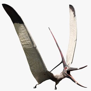 3D cretaceous pterosaur nyctosaurus