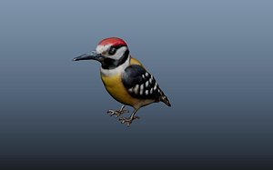 Woodpecker 3D model