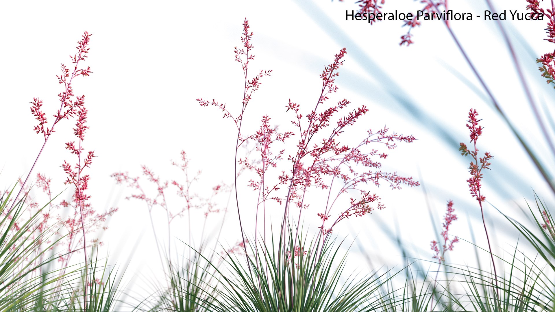 Hesperaloe Parviflora - Red Yucca model https://p.turbosquid.com/ts-thumb/G0/ygiOxM/Sv/hesperaloeparviflora13/jpg/1657696560/1920x1080/fit_q87/57e99d9b866af06522dd5c495913d70f8f6ebf86/hesperaloeparviflora13.jpg