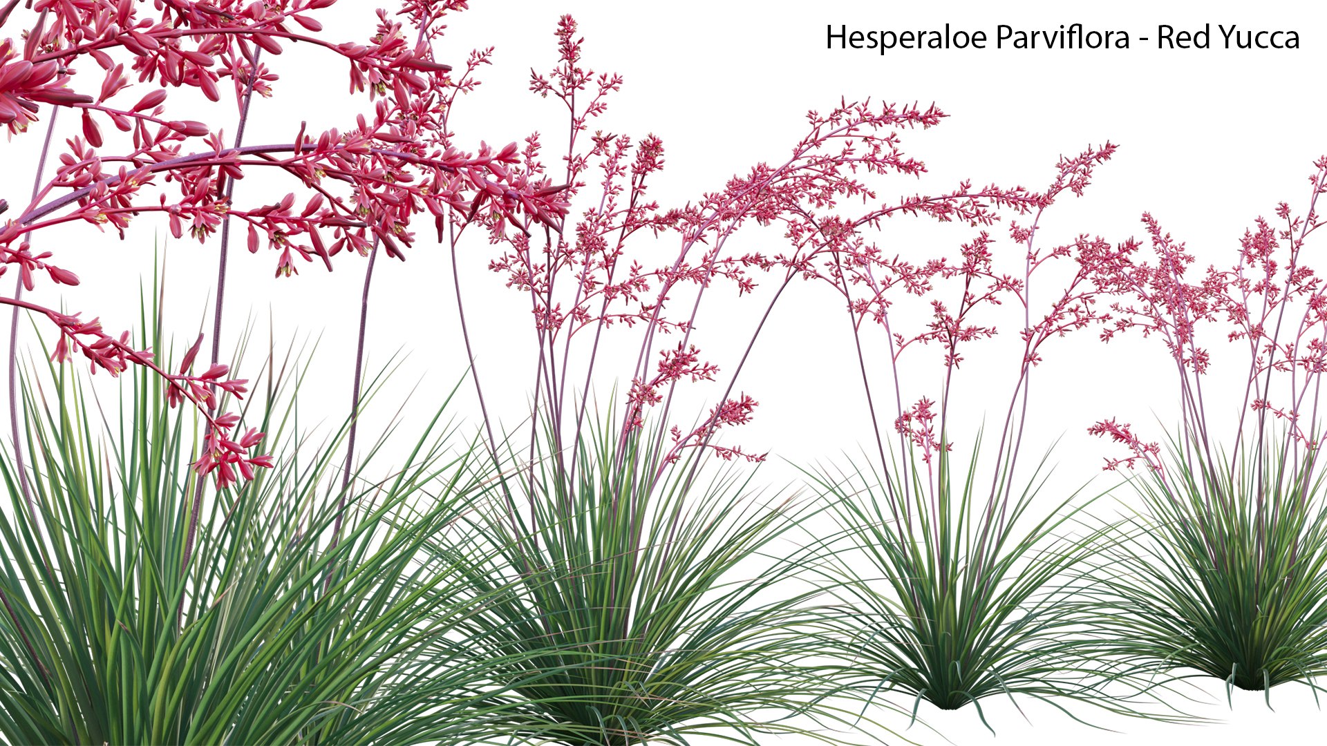 Hesperaloe Parviflora - Red Yucca model https://p.turbosquid.com/ts-thumb/G0/ygiOxM/Uj/hesperaloeparviflora10/jpg/1657696558/1920x1080/fit_q87/46e25808efc2b485ce3312a17e12871f638f0363/hesperaloeparviflora10.jpg