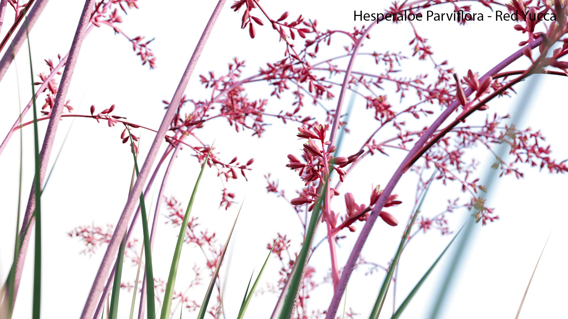 Hesperaloe Parviflora - Red Yucca model https://p.turbosquid.com/ts-thumb/G0/ygiOxM/co/hesperaloeparviflora12/jpg/1657696559/1920x1080/fit_q87/e2af6acc295cbb59d0063639c99eaa515d9f2188/hesperaloeparviflora12.jpg