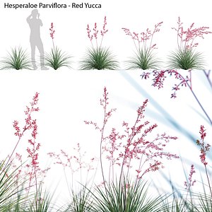 Hesperaloe Parviflora - Red Yucca model