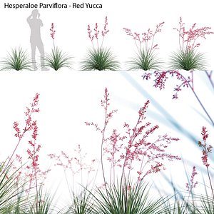 Hesperaloe Parviflora - Red Yucca