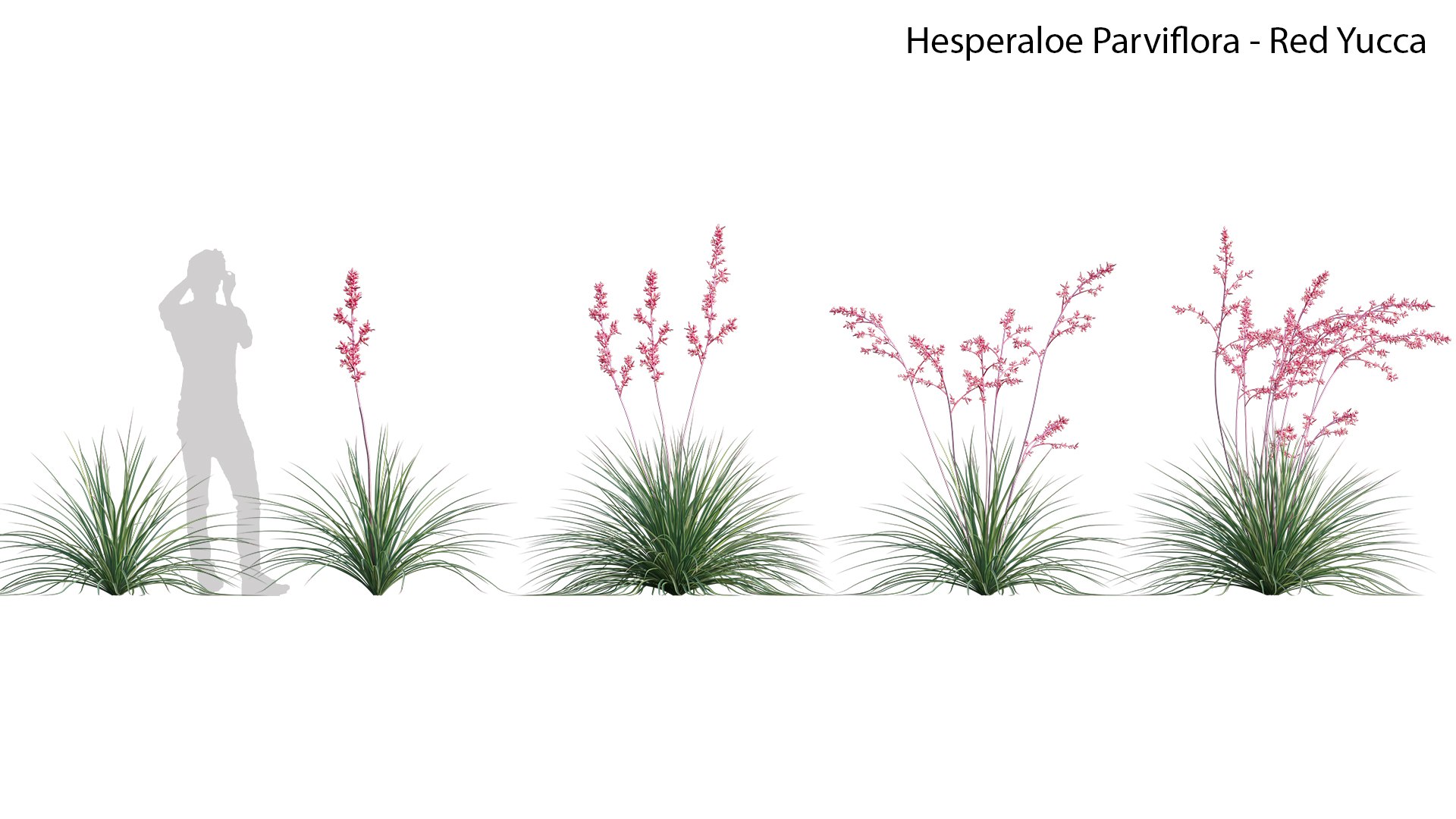 Hesperaloe Parviflora - Red Yucca model https://p.turbosquid.com/ts-thumb/G0/ygiOxM/sD/hesperaloeparviflora09/jpg/1657696557/1920x1080/fit_q87/39ac5262ab078c6e569435a2bcfd2588c8b1191f/hesperaloeparviflora09.jpg