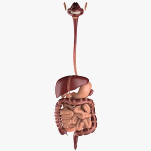 Digestive System