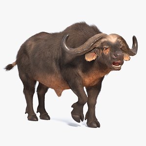 Cape Buffalo African Buffalo with Fur Rigged