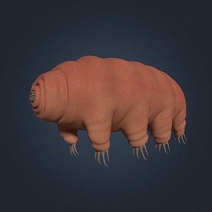 Tardigrade - Moss Piglet - Microscopic Water Bear