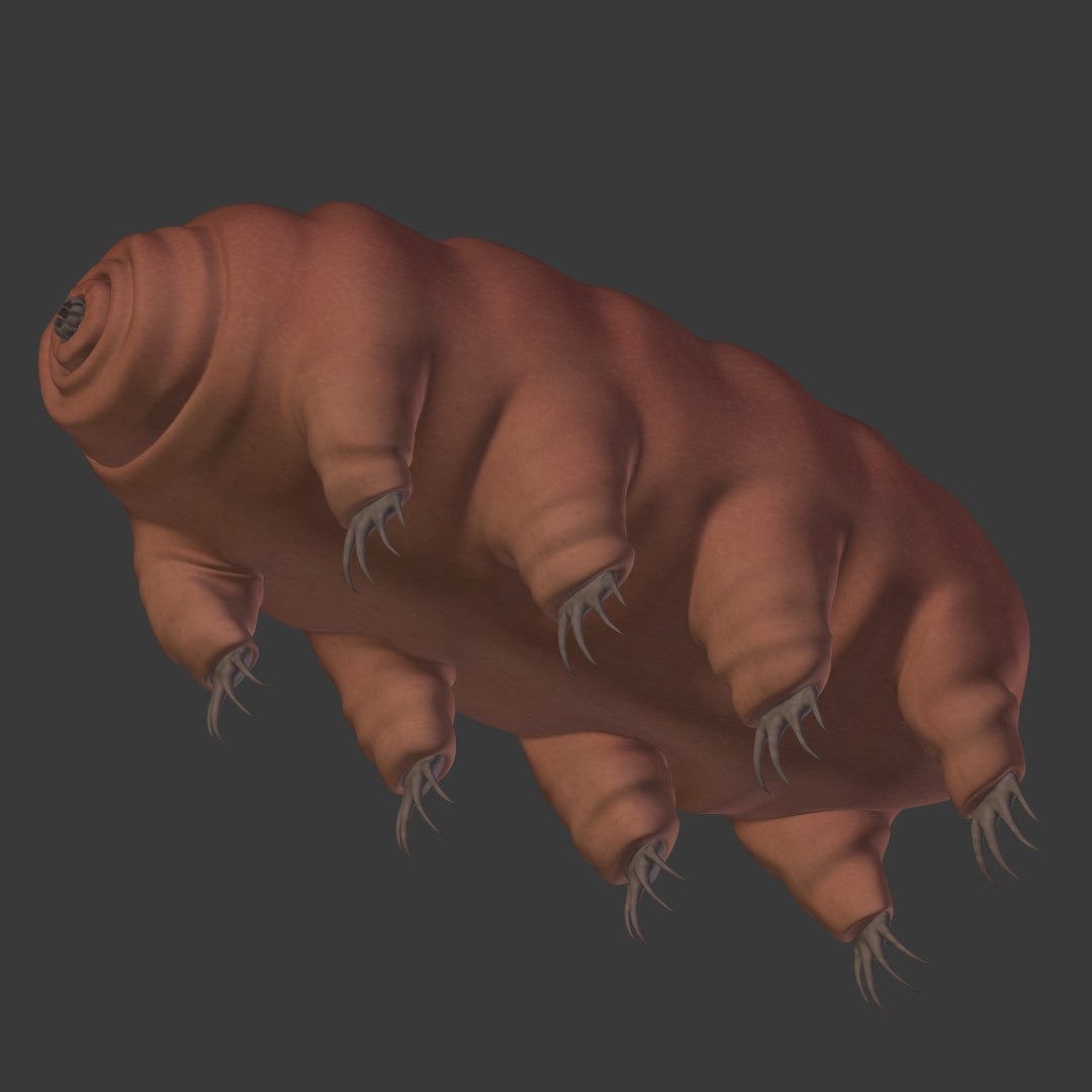 tardigrade anatomy model https://p.turbosquid.com/ts-thumb/G1/bNjCrj/zlebLgfl/i15/jpg/1561994453/1920x1080/fit_q87/2a5de67634229c780c7221e237a560788b1ea3fa/i15.jpg