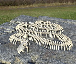 3D model Snake skeleton
