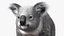 Australian Koala Fur