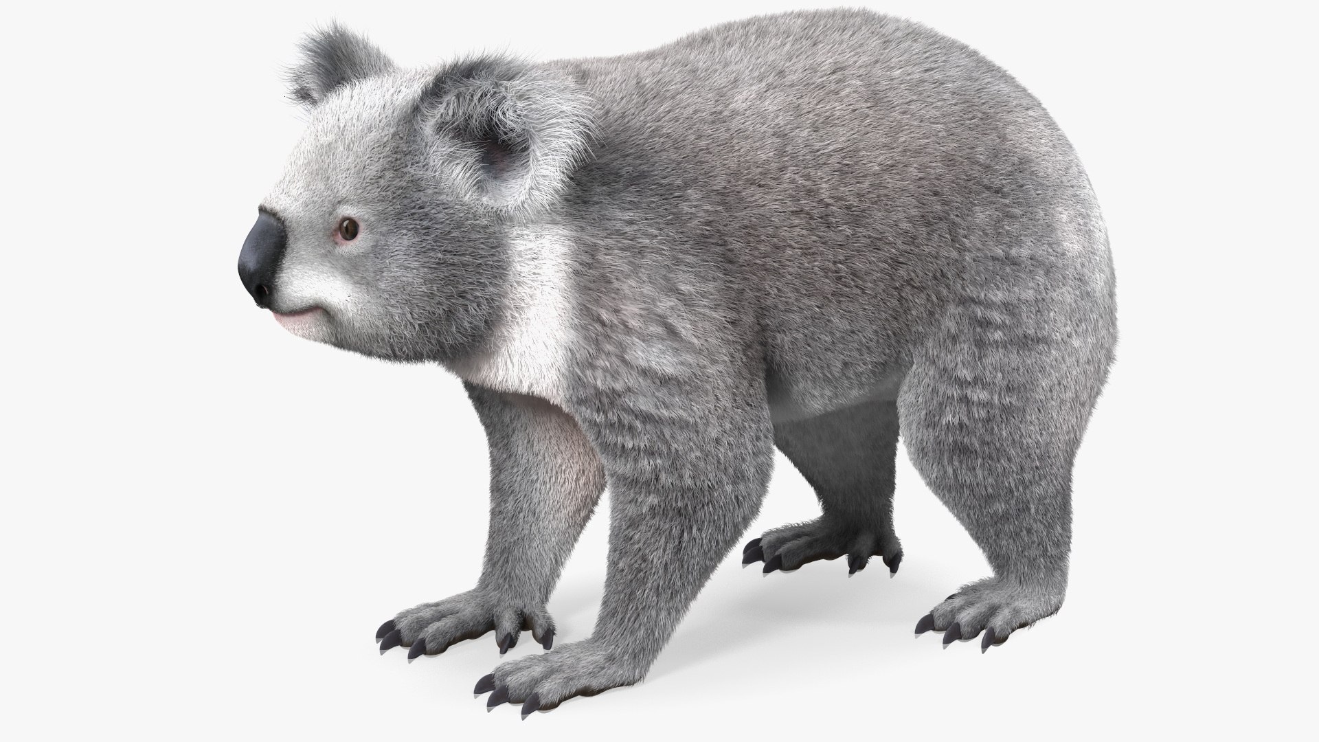Australian Koala Fur 3D model https://p.turbosquid.com/ts-thumb/G1/mkXdHa/TX/australiankoalafur3dmodel011/jpg/1702980070/1920x1080/fit_q87/02ad965c157340dd5f2ada85bd40cdd5d239b462/australiankoalafur3dmodel011.jpg