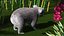 Australian Koala Fur