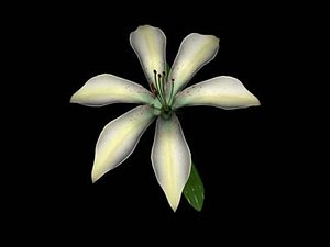 lilium flower max